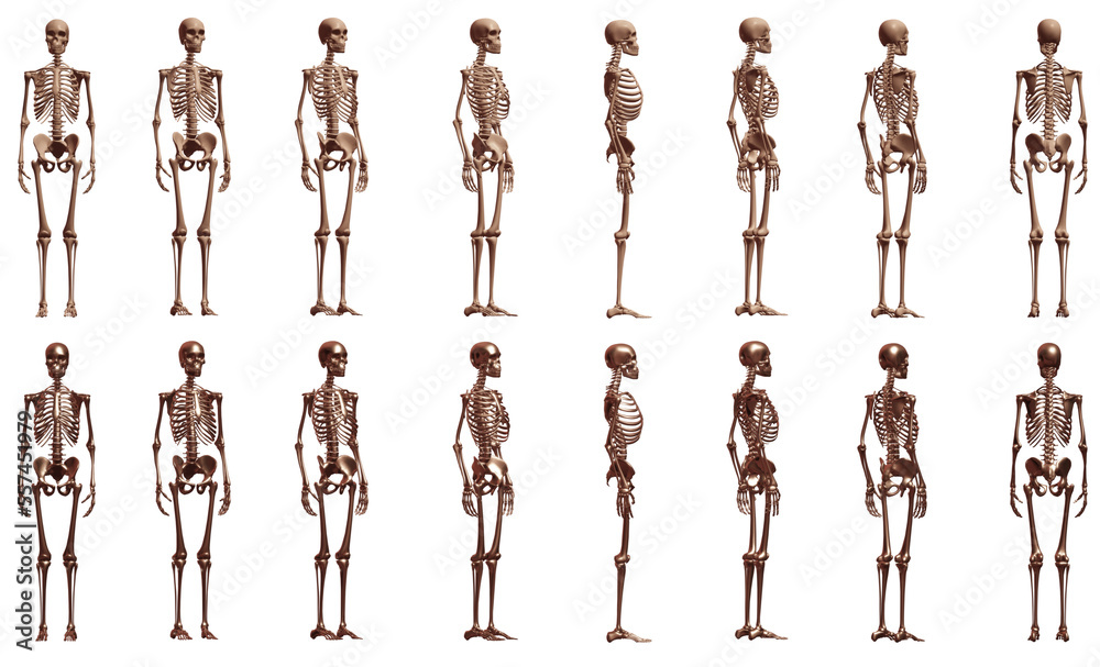 skeleton anatomy skeleton anatomy