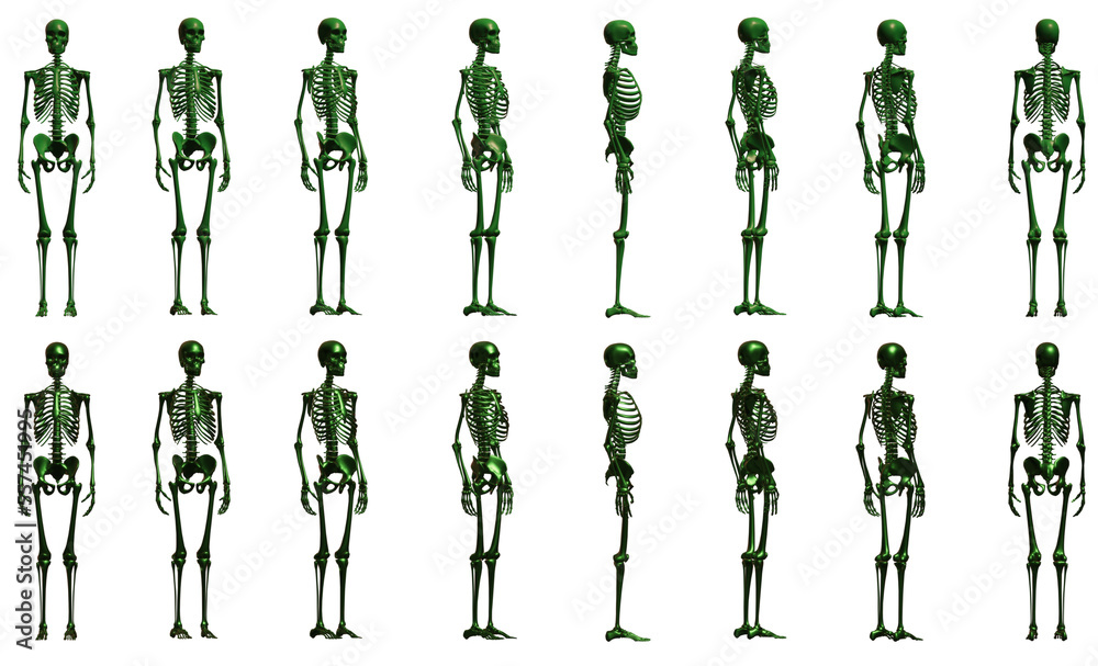 skeleton  anatomy