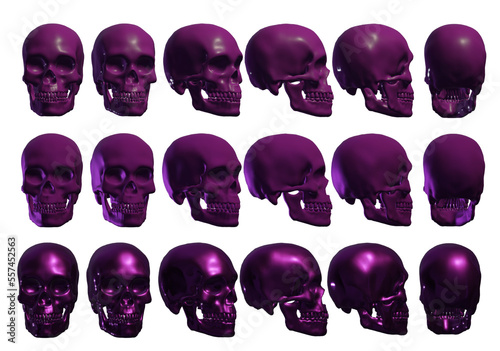 skull skeleton human