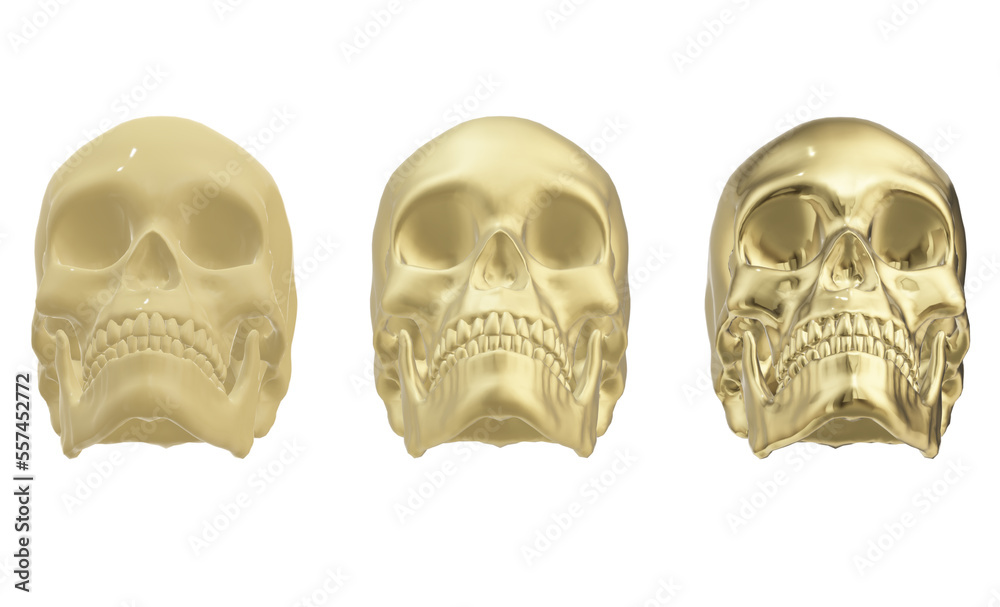 skull skeleton human skull skeleton human