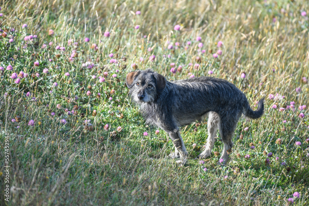 Obraz premium Schnauser looking stray dog in the praerie