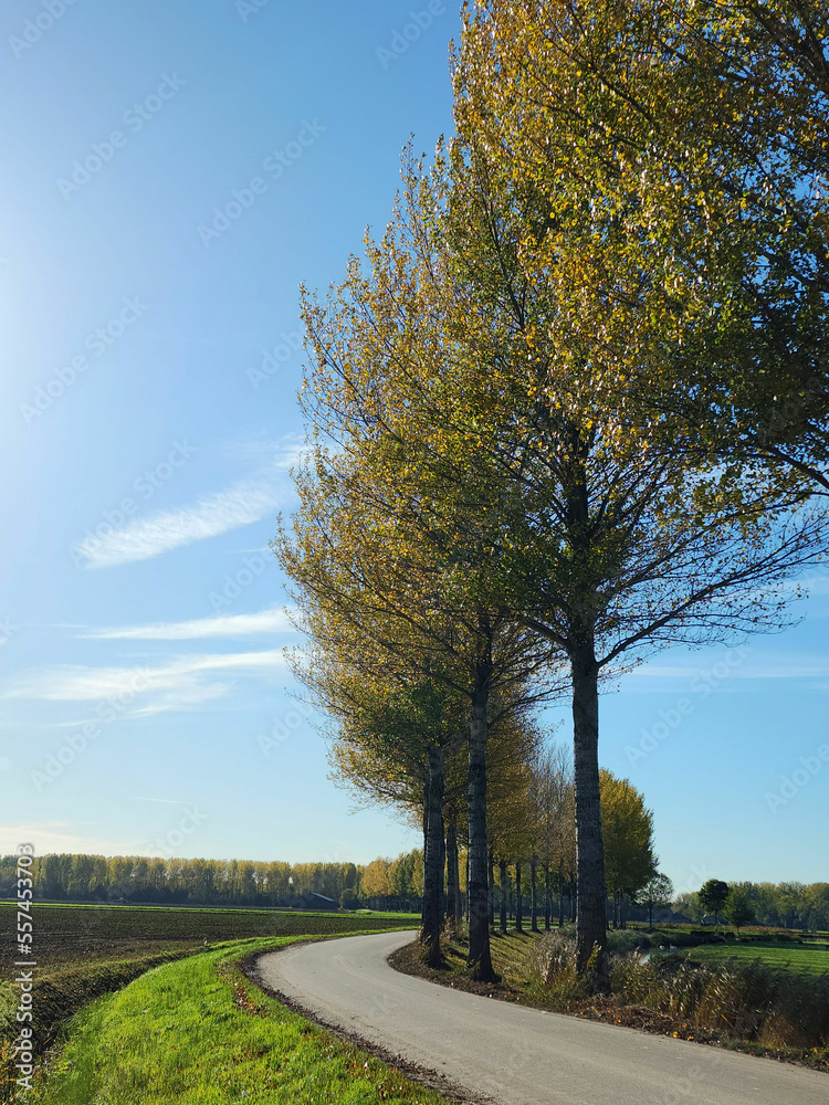 Fototapeta premium An asphalt roadway with some autumn trees on the side of the road and grass field in Dordrecht, Netherlands.