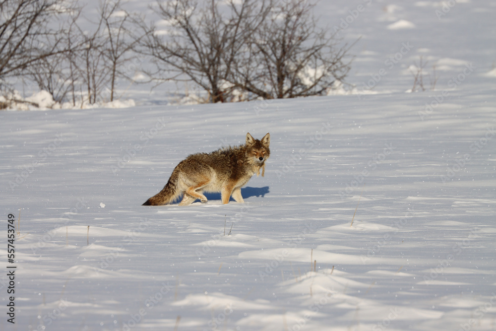 coyote with winter fur running in snow coyote with winter fur running in snow