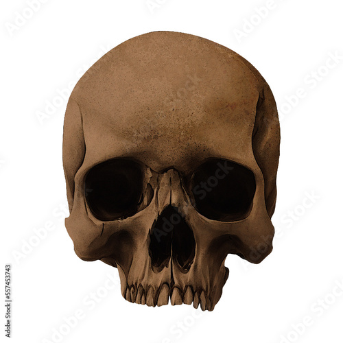 Human Skull With Missing Jaw Digital Art By Winters860 Isolated, Transparent Background 