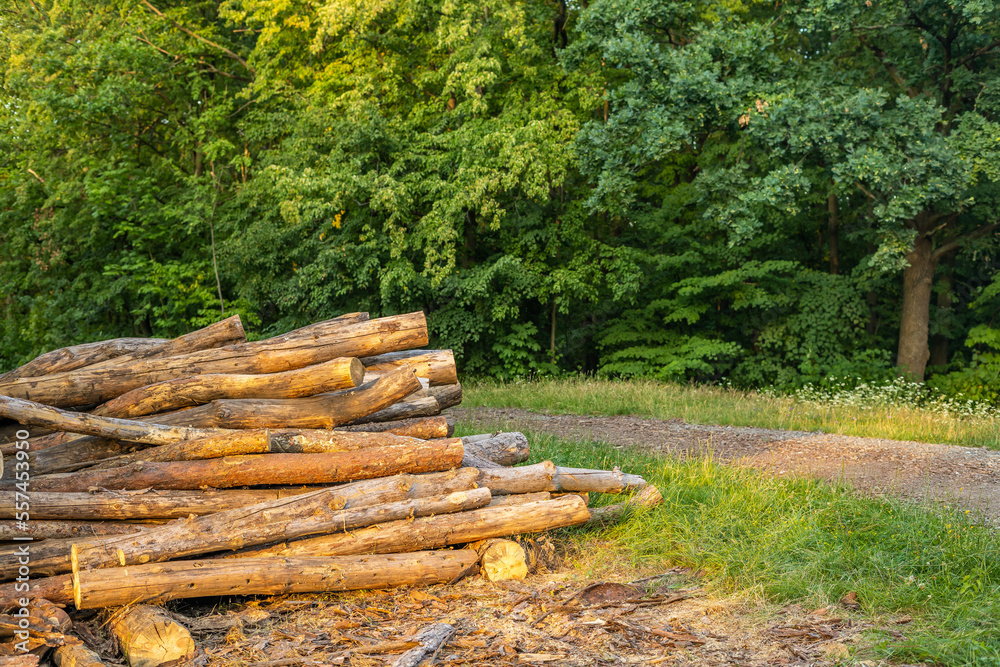 Fototapeta premium Wooden logs along a forest road