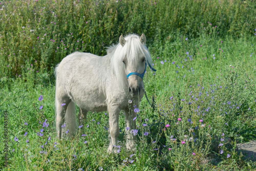 Obraz premium white pony grazing in a field, sunny summer day