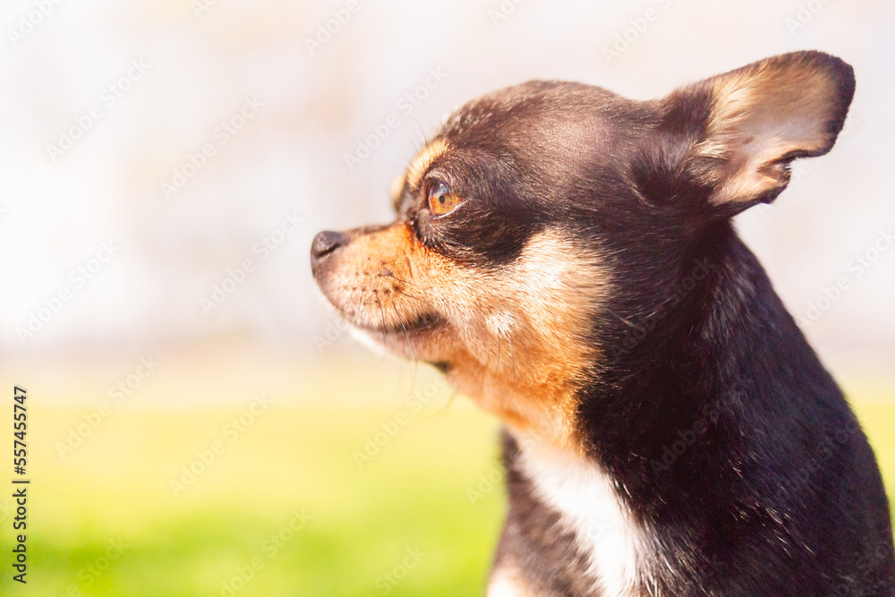 Chihuahua tricolor black white brown profile on nature background. Portrait a pet on a walk. Chihuahua tricolor black white brown profile on nature background. Portrait a pet on a walk.