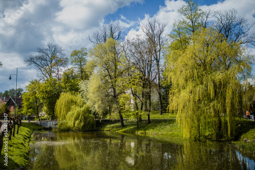 Fototapeta Naklejka Na Ścianę i Meble -  Green willow all pond in spring