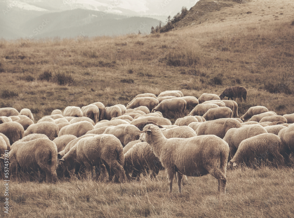 Fototapeta premium A flock of sheep grazing. Rural mountain landscape with sheeps on a pasture in Carpathian Mountains, Romania.