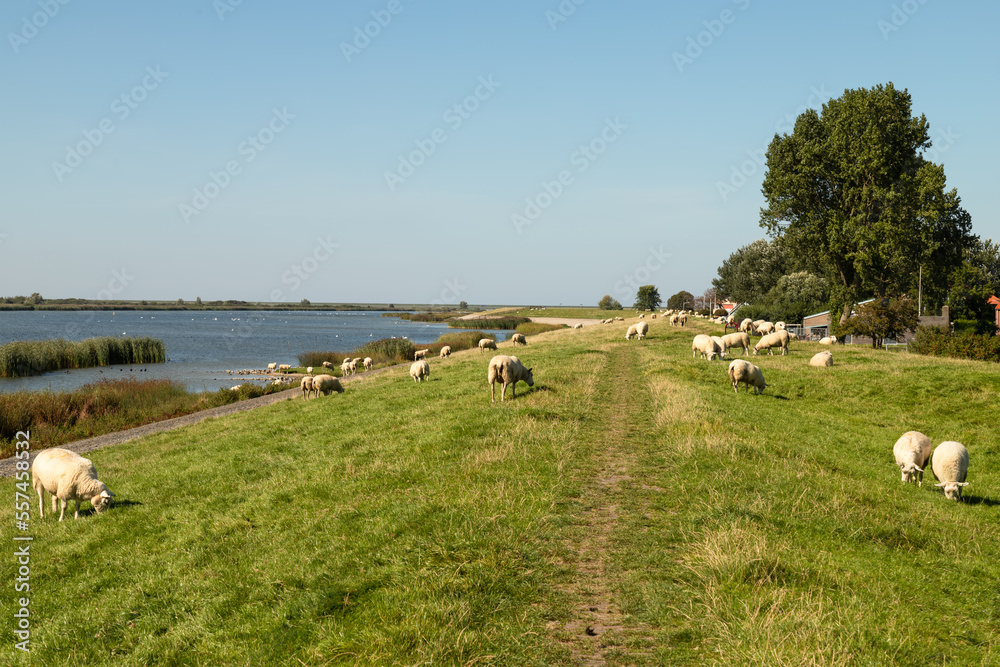 Naklejka premium Sheep graze on the dike near the fishing village of Makkum in Friesland.