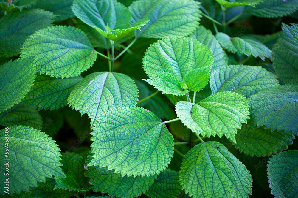 Green leaves Green leaves