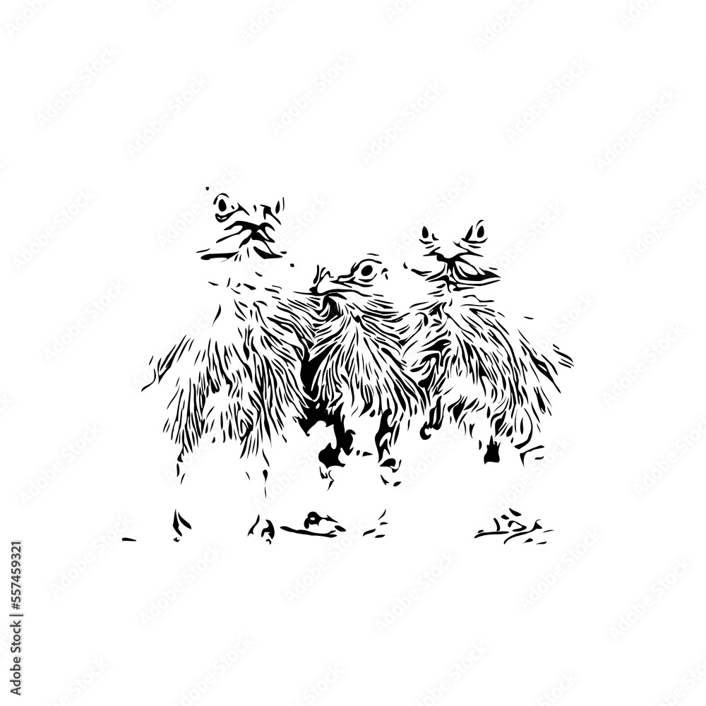Fototapeta premium black and white drawing sketch of a chicken with transparent background for learning to color