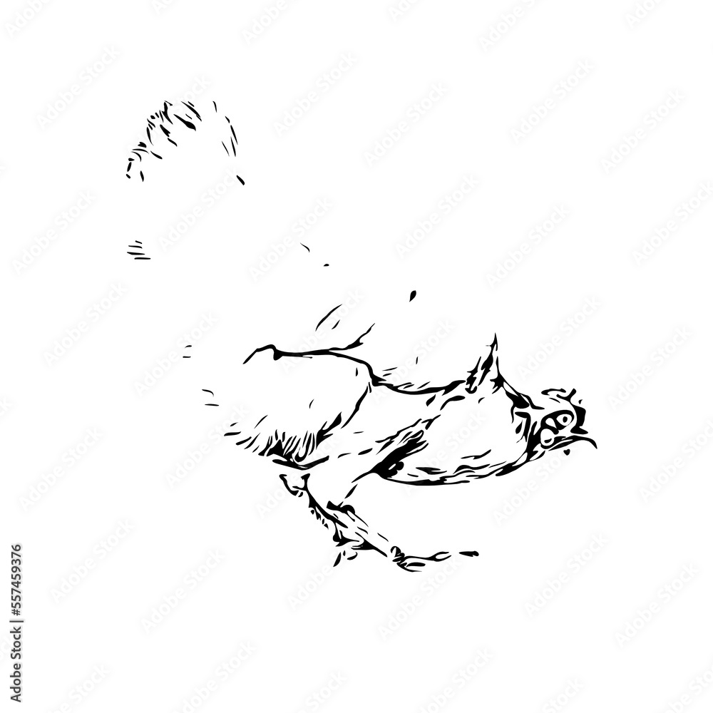black and white drawing sketch of a chicken with transparent background for learning to color