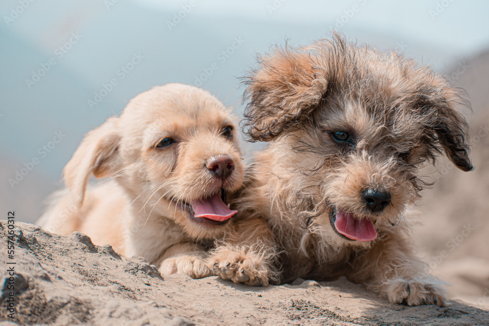 Cachorros al Interperie Cachorros al Interperie