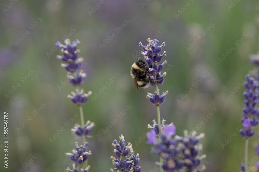 Lavendel Lavendel