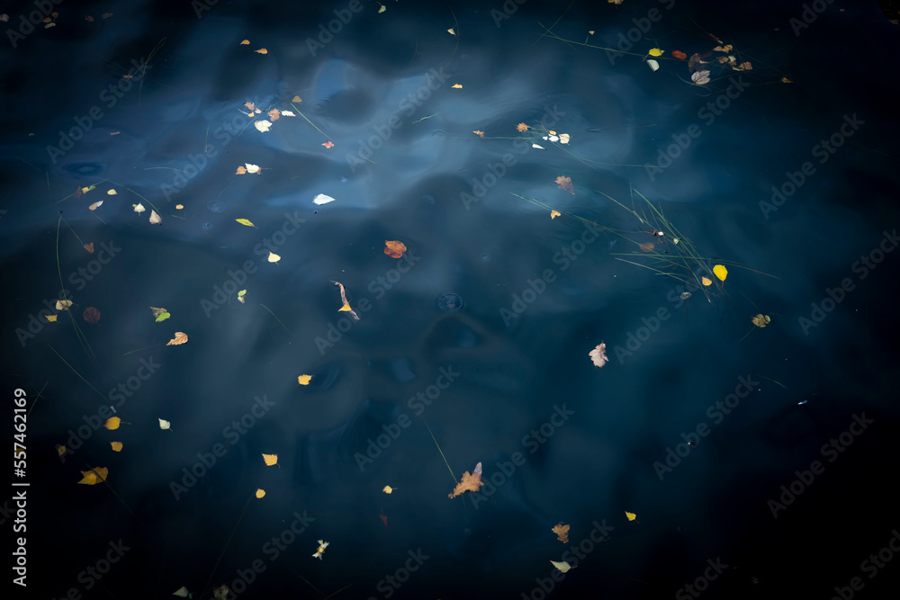 Cold water Jellyfish floating in Copenhagen, Denmark, harbour Cold water Jellyfish floating in Copenhagen, Denmark, harbour
