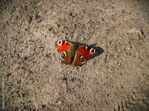 Peacock butterfly on the sand showing it's wingspan