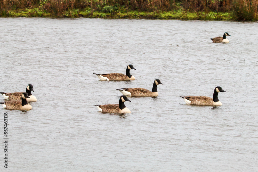A flock of Canadian Geese on a lake. This photo was taken on a cold December morning. A flock of Canadian Geese on a lake. This photo was taken on a cold December morning.