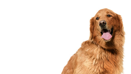 Portrait of a male Golden retriever on a transparent background