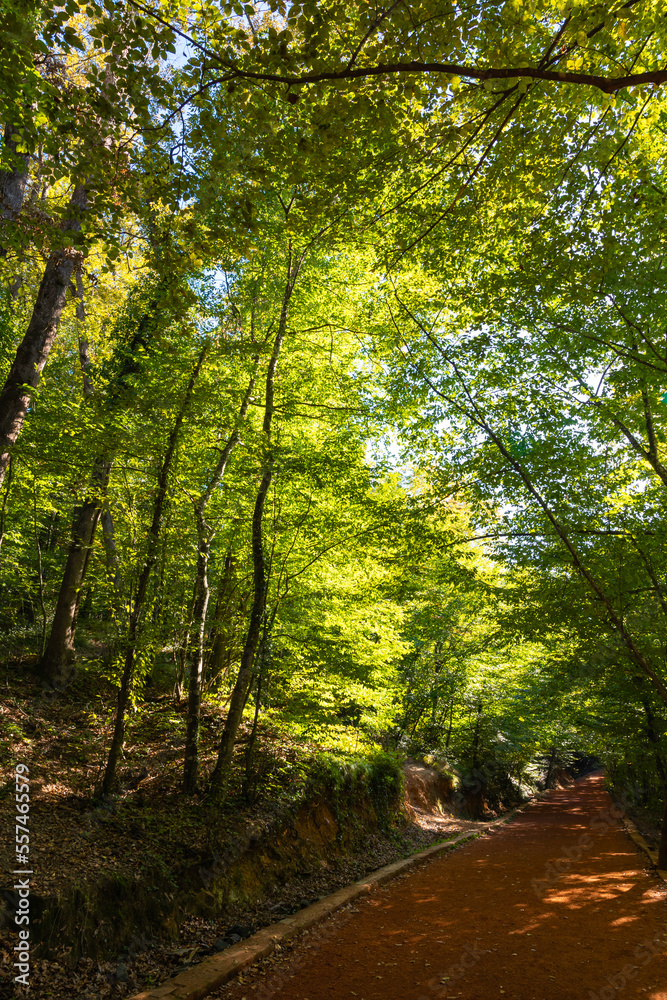 Belgrad Forest view with jogging trail. Recreational areas vertical photo Belgrad Forest view with jogging trail. Recreational areas vertical photo