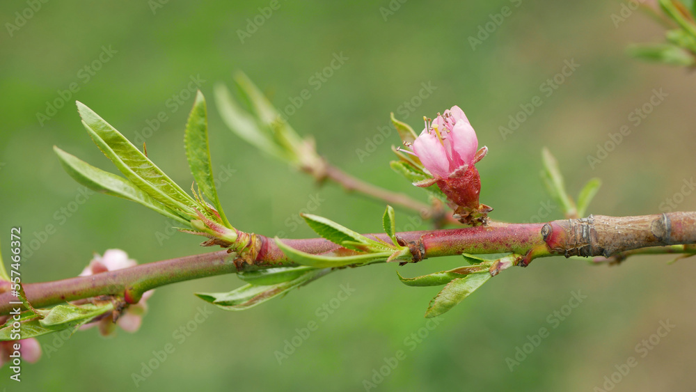 Peach flower blossom fruit tree growing bloom bud red branch orchards garden spring trees Prunus persica leaves leaf close-up detail or macro buds, blossoming farm flowering Europe Peach flower blossom fruit tree growing bloom bud red branch orchards garden spring trees Prunus persica leaves leaf close-up detail or macro buds, blossoming farm flowering Europe
