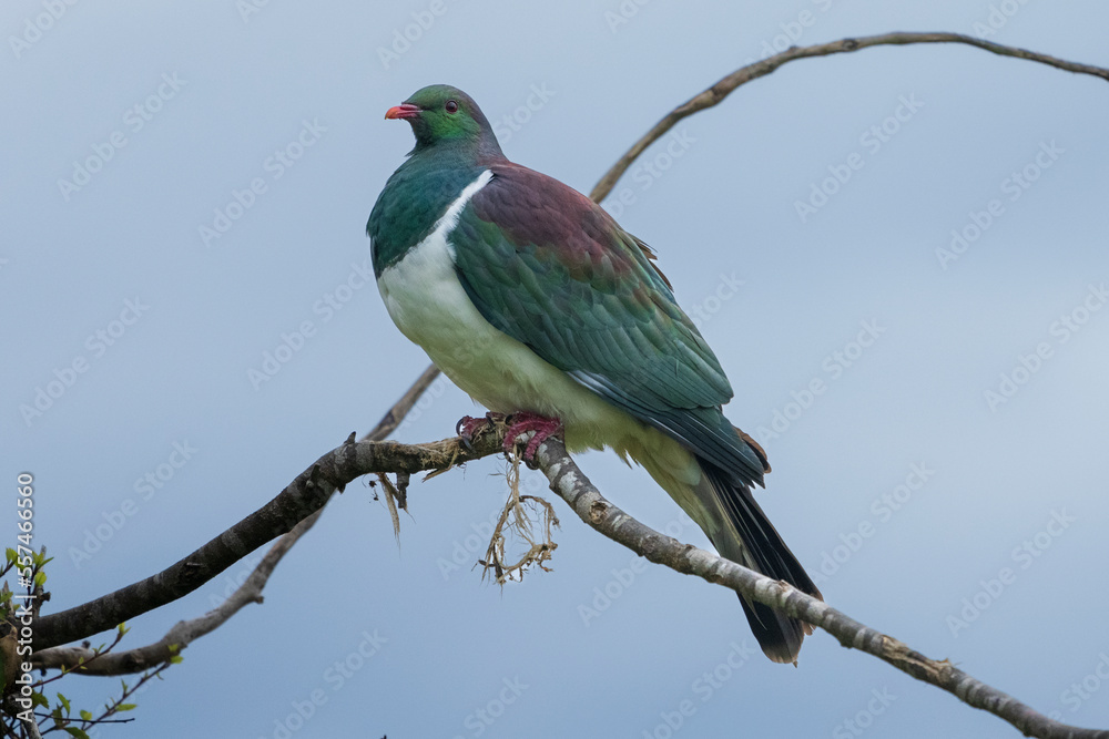 Fototapeta premium New Zealand Pigeon (Hemiphaga novaeseelandiae)
