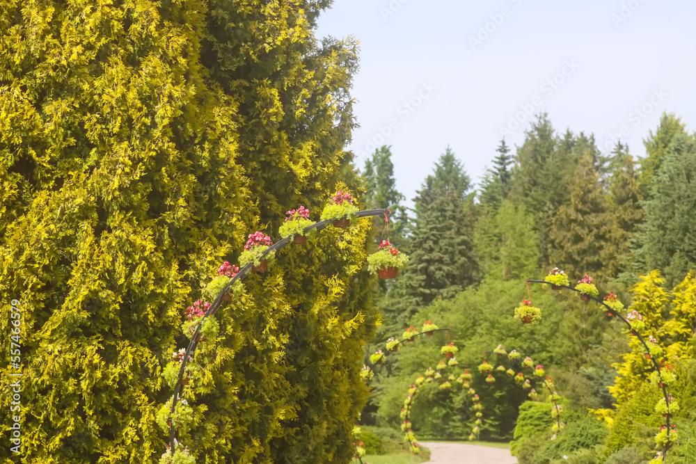 Naklejka premium Potted flowers hanging outdoors. Outside decor.