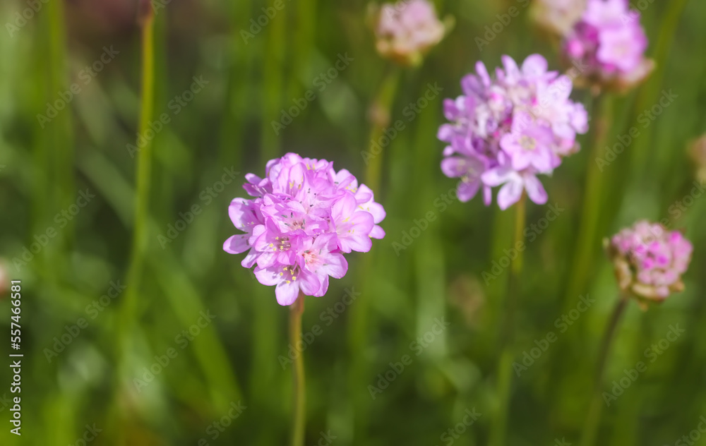 Pink Armeria flowers in summer garden.