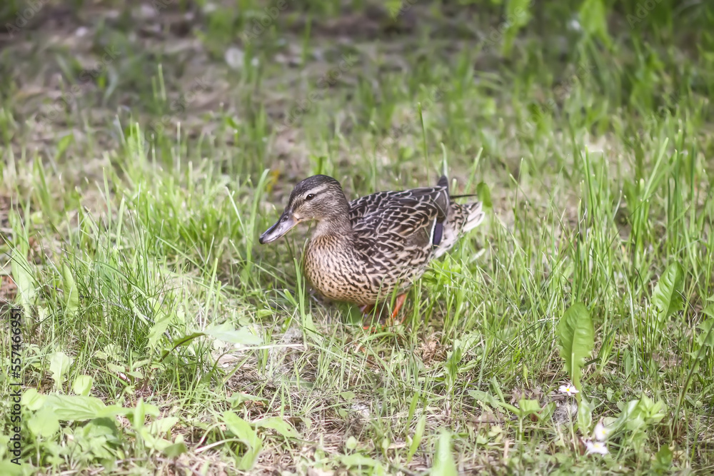 Breeding season in nature. Wild duck on green grass. Breeding season in nature. Wild duck on green grass.