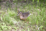 Breeding season in nature. Wild duck on green grass.