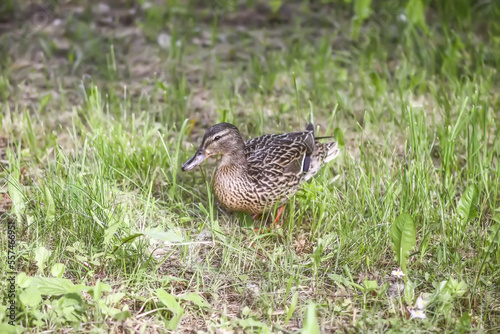 Breeding season in nature. Wild duck on green grass.