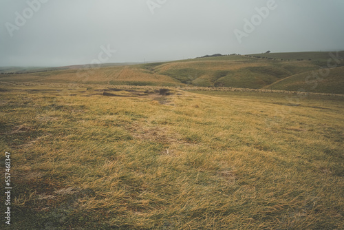 Fotografiet Windswept grass on hillside