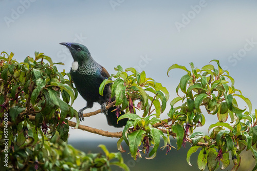 Tui (Prosthemadera novaeseelandiae) photo