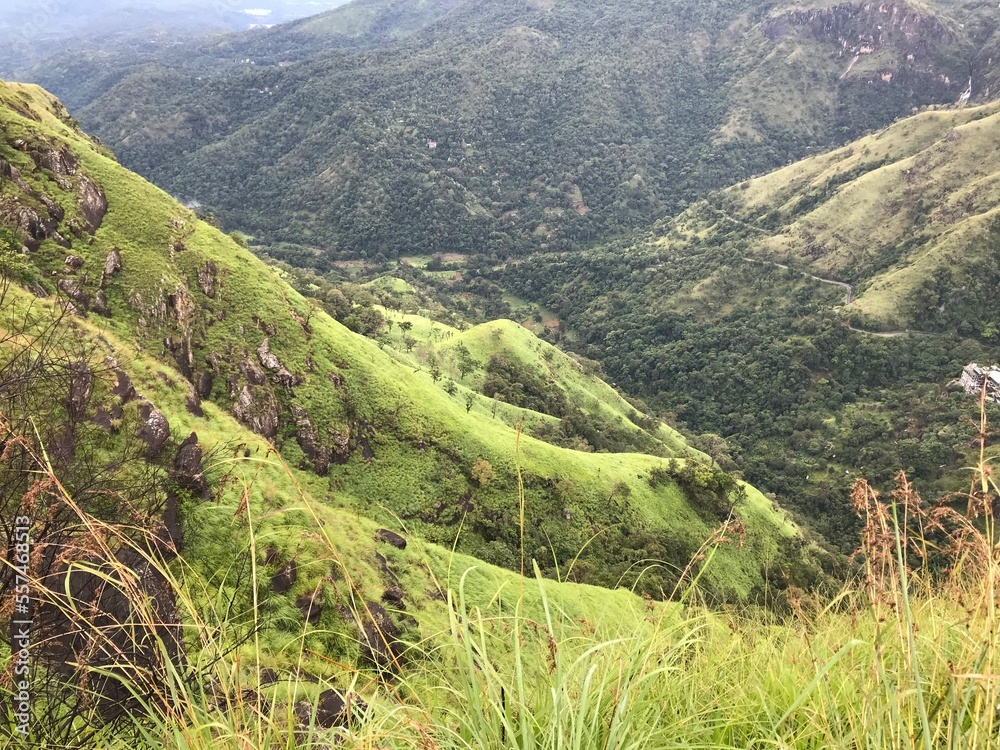 Fototapeta premium tea plantations in sri lanka