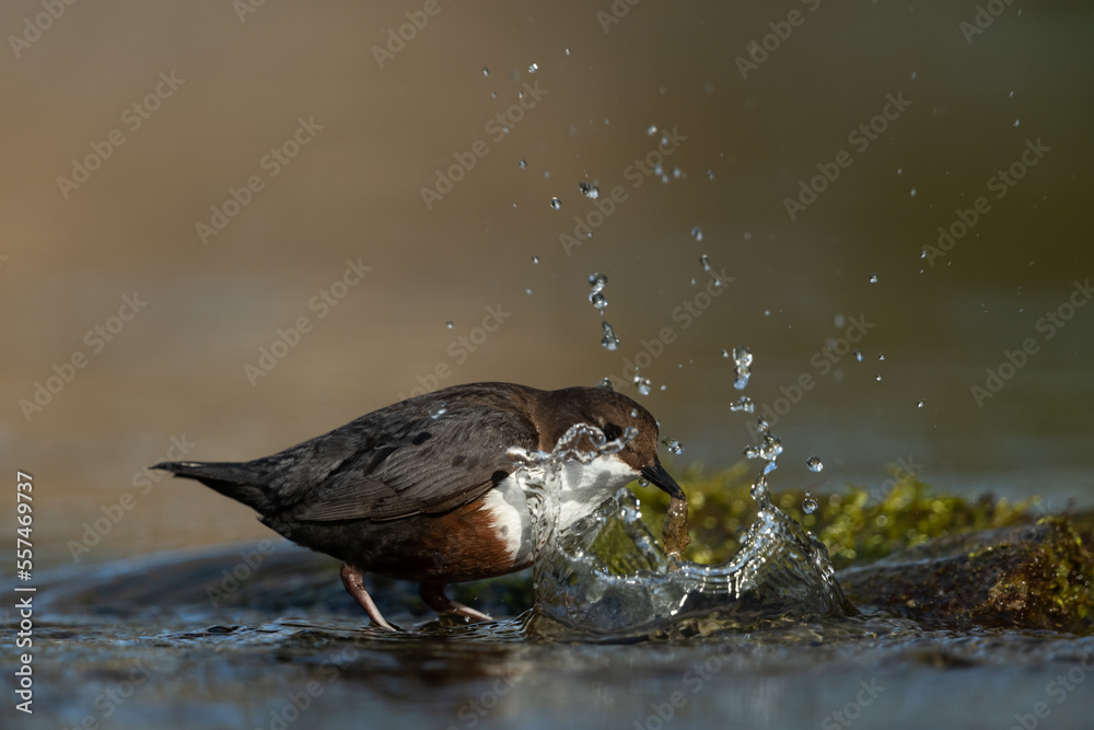 Obraz premium White-throated dipper looking for food in a small river