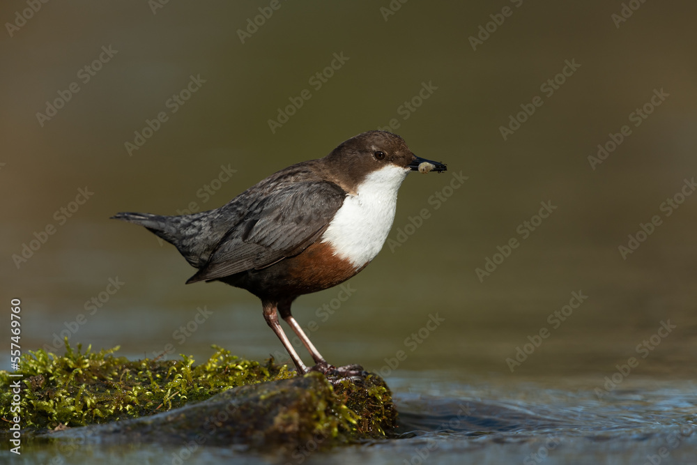 White-throated dipper looking for food in a small river White-throated dipper looking for food in a small river