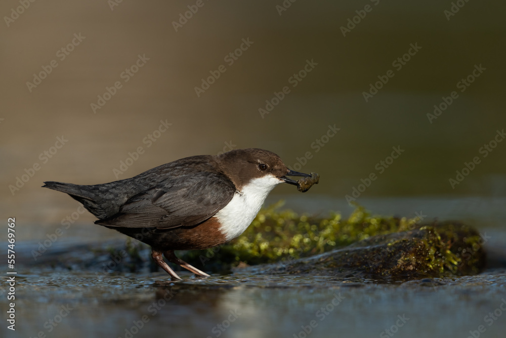 White-throated dipper looking for food in a small river White-throated dipper looking for food in a small river