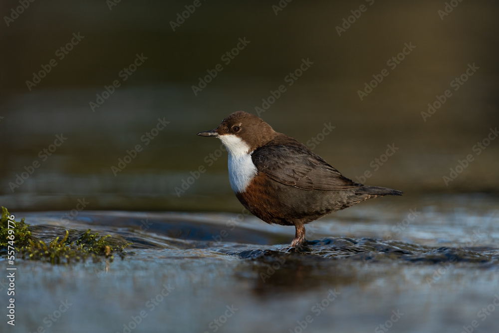 White-throated dipper looking for food in a small river White-throated dipper looking for food in a small river