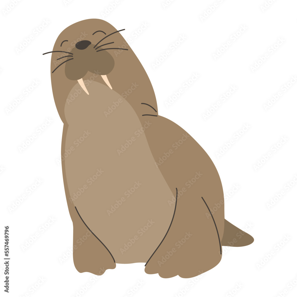 Fototapeta premium female sea lion wild animal