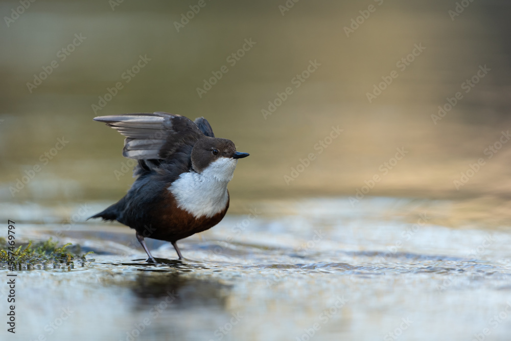 White-throated dipper looking for food in a small river White-throated dipper looking for food in a small river