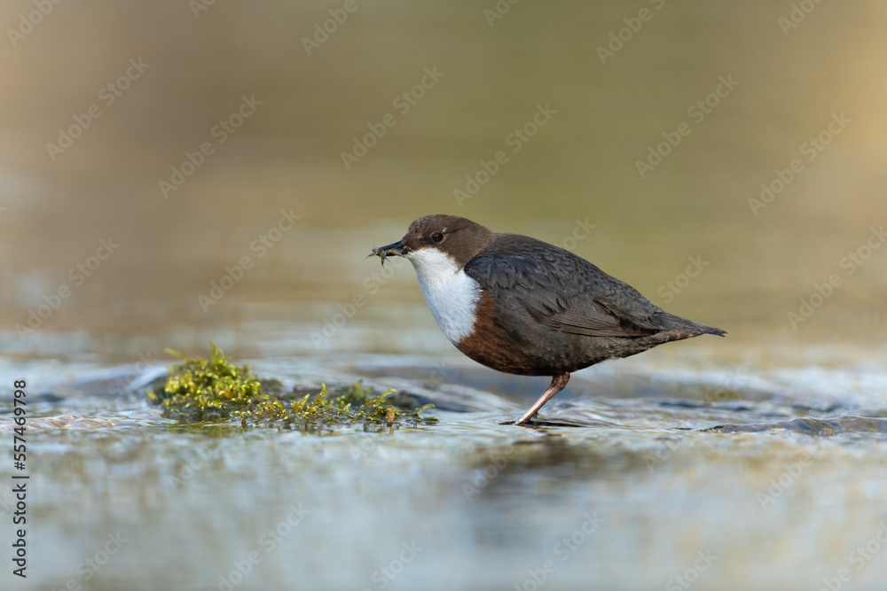 White-throated dipper looking for food in a small river White-throated dipper looking for food in a small river