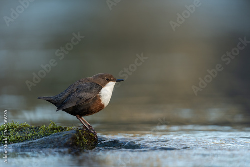 White-throated dipper looking for food in a small river