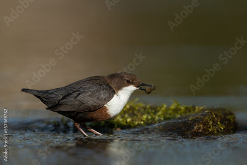 White-throated dipper looking for food in a small river