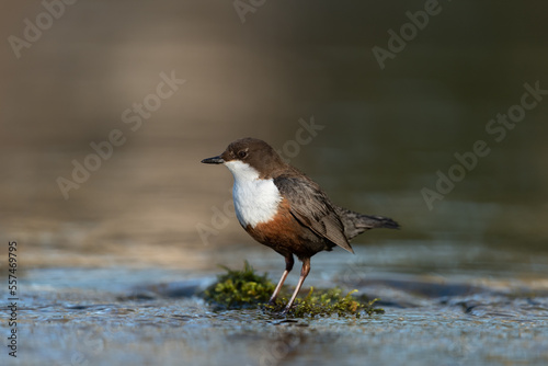 White-throated dipper looking for food in a small river