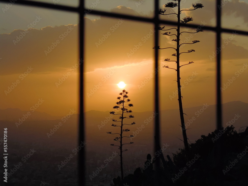 Drzewa na tle zachodzącego słońca w Atenach - obrazy, fototapety, plakaty 