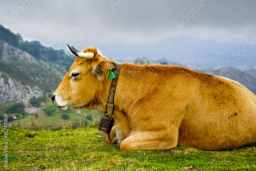 Asturias,España,Covadonga,Vaca Rubia,vaca,Covadonga,Rio Covadonga,