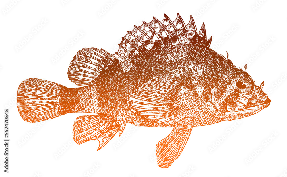 Αυτοκόλλητο Cheekspot scorpionfish scorpaenodes evides, venomous marine fish in side view