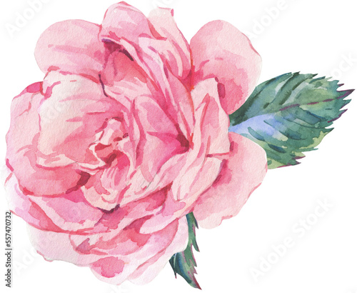 Fototapeta Naklejka Na Ścianę i Meble -  Watercolor pink rose flower transparent png