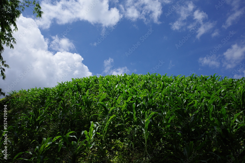 green grass and blue sky