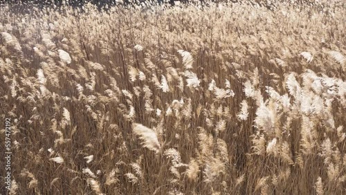 reeds swaying with the wind dry reeds